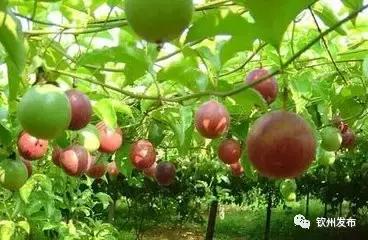 五一钦州旅游攻略及费用,钦州旅游活动