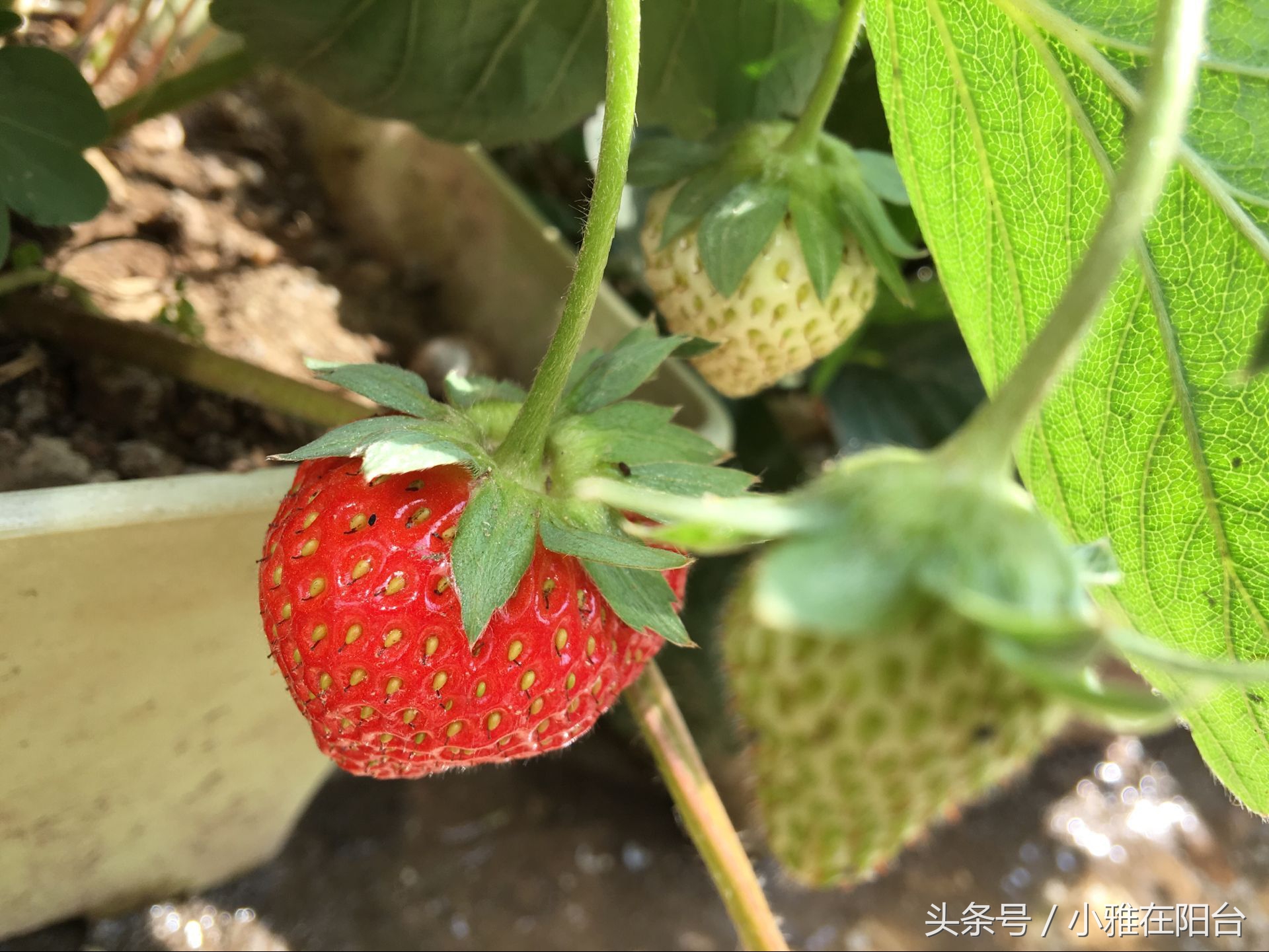 从种子开始种草莓能结果吗,用种子种草莓能种得出来吗