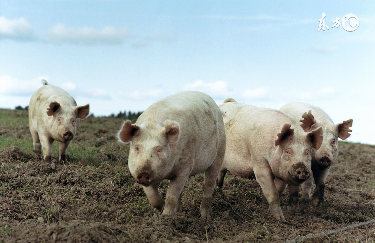 饲料中的霉菌毒素怎么去除,饲料霉菌毒素的危害
