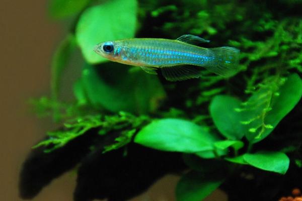 造景草缸灯,造景缸必养工具鱼