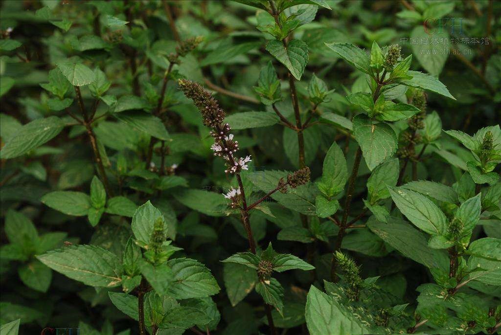 娜丽丝爽肤水缩毛孔,娜丽丝毛孔收敛水