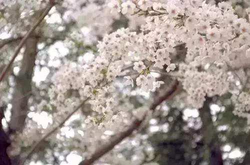 2020年日本樱花季观赏最全攻略,樱花节要来啦