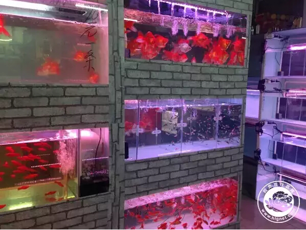 北京回龙观花鸟鱼虫,昌平回龙观附近的花鸟鱼虫市场