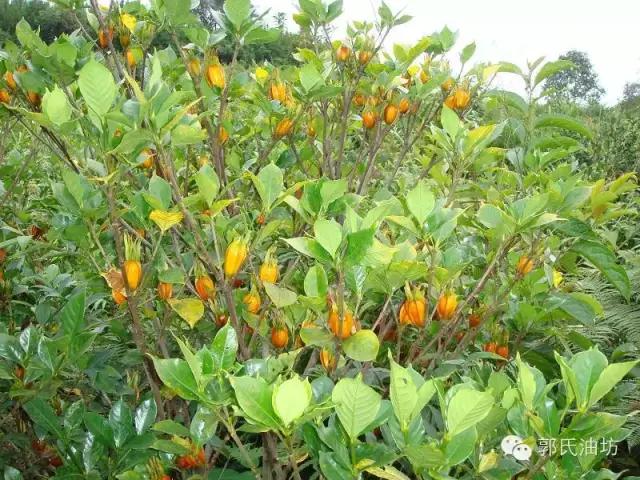 致富经种植药材视频贵州,致富经种地视频