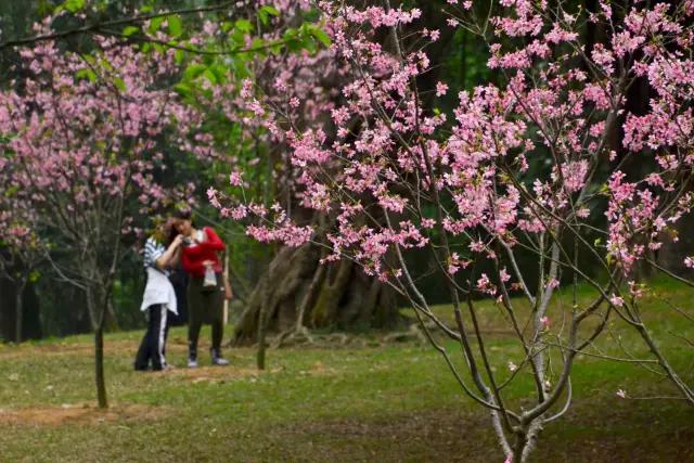 明珠楼白云山风景,白云山明珠楼