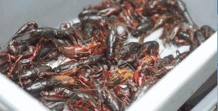 6张桌子,2个包厢,城南这家连导航都搜不到的私房小馆子,却藏着《食神》级别的蛋炒饭……