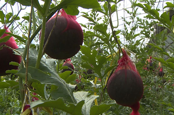 咱六师的“礼品瓜”走俏市场