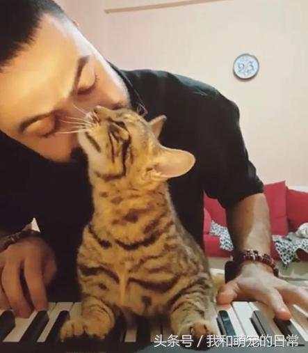 原来猫真的会弹钢琴,史上会弹钢琴的猫咪