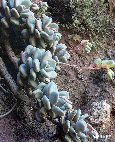 韩系美人多肉,稀有的美人系多肉