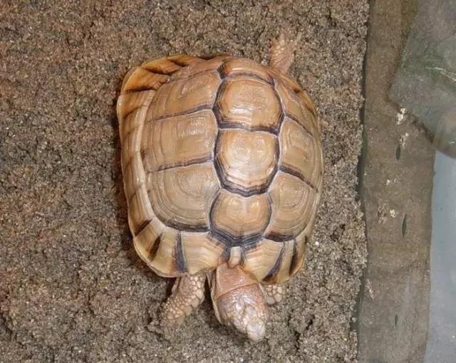 它被人冠以“小安格”的名号,却比真的安哥更金贵