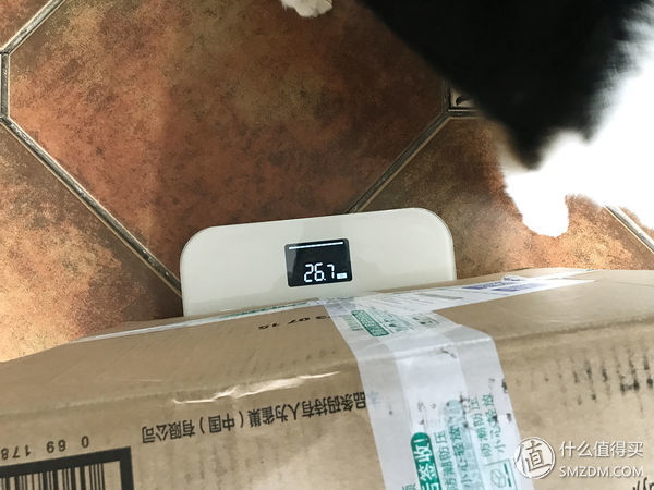 目测托米你要火!丝倍亮成犬全价托米亲吃评测以及托米的成长史