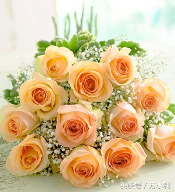 520送花文字表达,520送花花语玫瑰