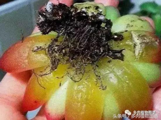 扦插多肉叶片化水了怎么办,多肉化水的叶子要摘除吗