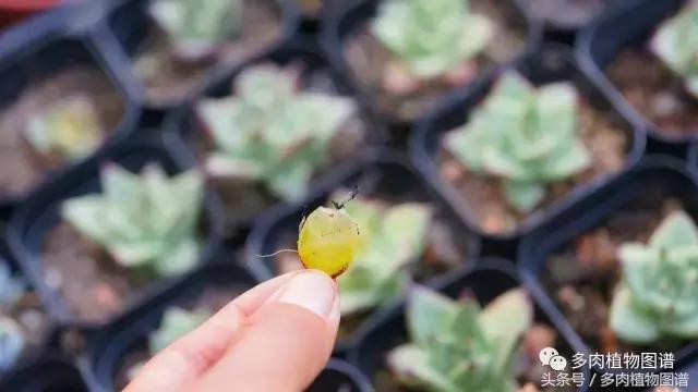 扦插多肉叶片化水了怎么办,多肉化水的叶子要摘除吗