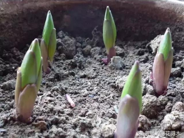 地栽百合花种球会自己繁殖吗,百合花的栽培视频