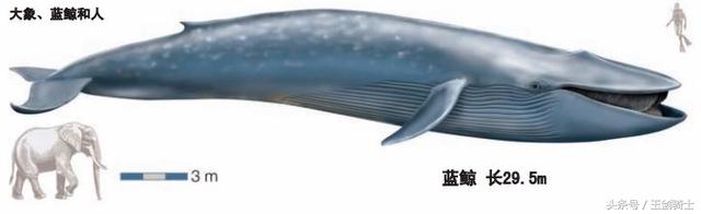 世界上最厉害的动物平头哥,平头哥盘点十大速度最快的动物