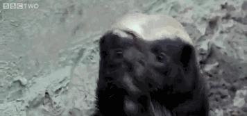 世界上最厉害的动物平头哥,平头哥盘点十大速度最快的动物