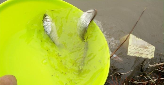 有毛不算秃含义,有毛不算秃怎么回复