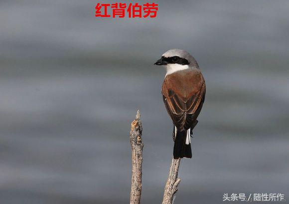 饲养伯劳的最佳温度是多少,伯劳饲养对身体有什么危害