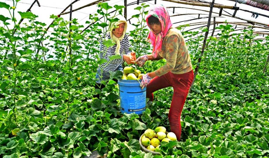 甜瓜白粉病害图片及防治,甜瓜黄泡病怎么治
