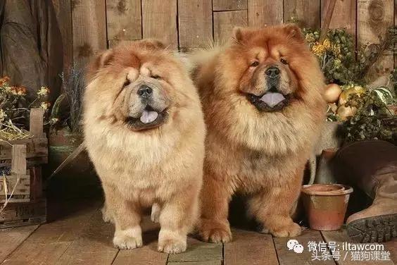 中国古老原种犬,古老的松狮犬