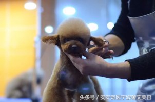 宠物美容师想法,宠物美容师难学吗