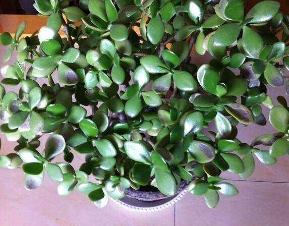 这十种植物千万别养,这5种植物不宜养在家中