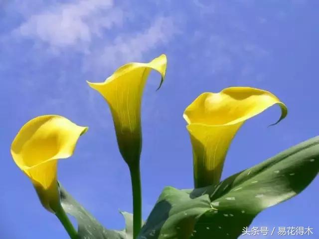 马蹄莲花怎么养护和浇水,如何让马蹄莲一年四季都活着