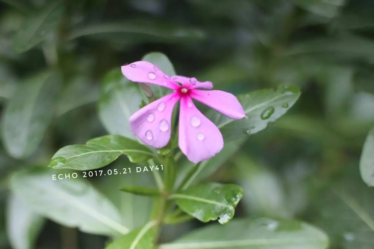 珠海赏花,现在珠海哪里赏花