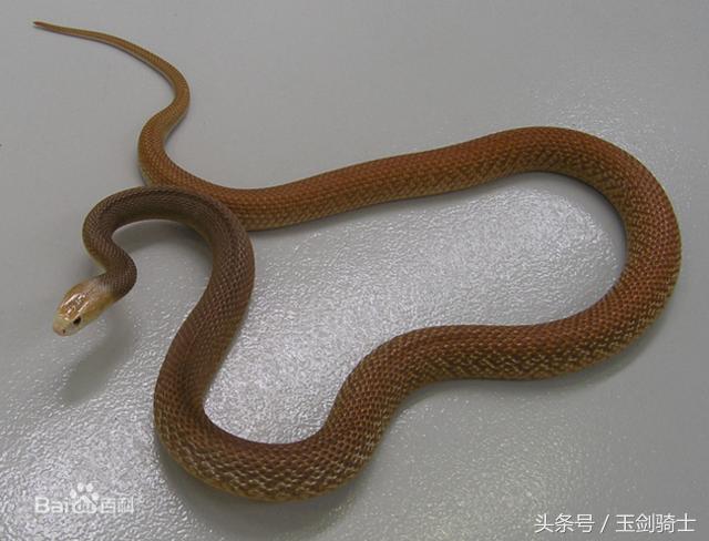 世界十大毒蛇排行榜前十名有哪些,世界十大毒蛇排行榜泰坦蟒
