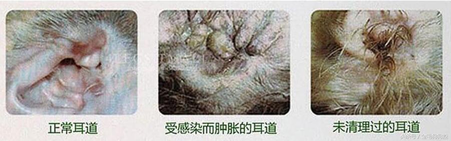 狗狗夏季疾病,狗狗耳炎是什么引起的