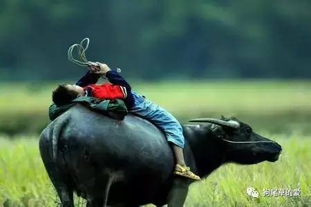 关于我和牛的那些事