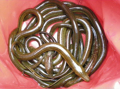 黄鳝是雌雄一体化会自我繁殖吗,黄鳝为什么是雌雄一体的