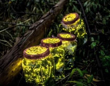 淘宝为什么禁止卖萤火虫,淘宝禁售cdkey