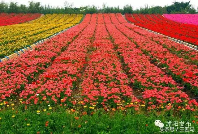 你好!我叫沭阳,这是我的简历,请多多指教!