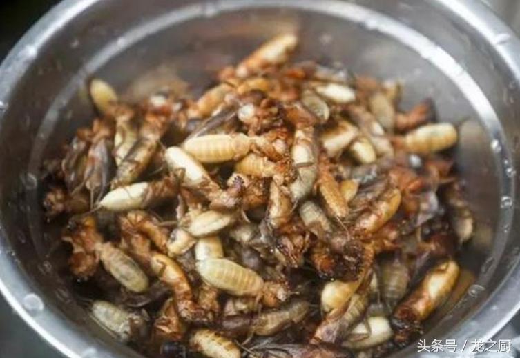 农民田里抓它是农村的一种野味一斤可卖到300元