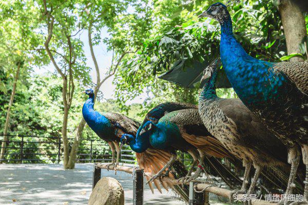 去了三亚去不了海边,去完三亚不看海