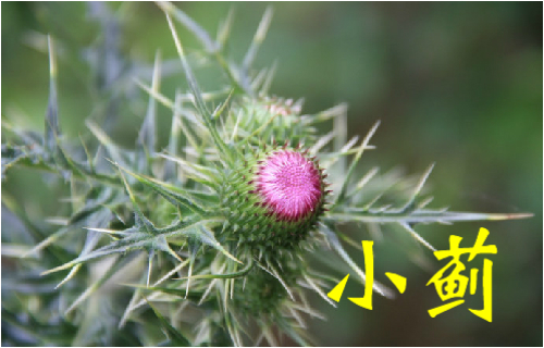 农村常见的43种中草药,农村常见却被忽略的草药