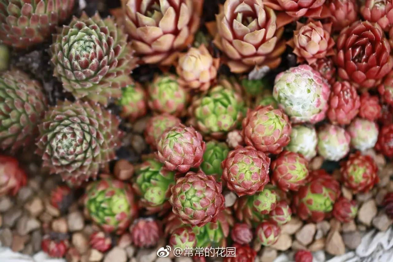 多肉有毒到底有多可怕 (各种多肉有毒吗)