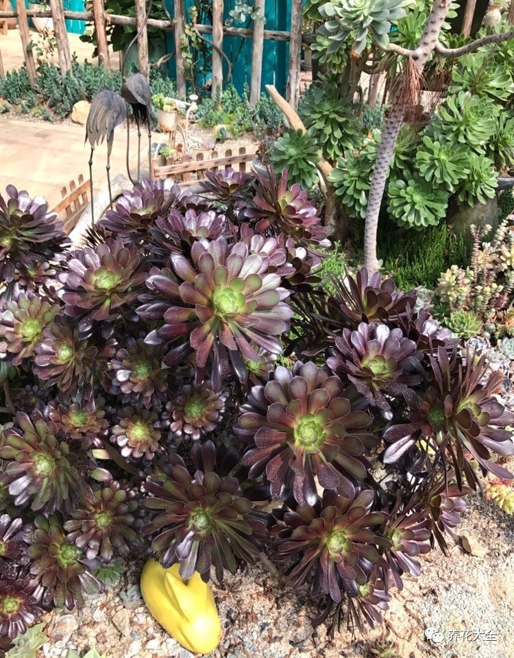 多肉有毒到底有多可怕 (各种多肉有毒吗)