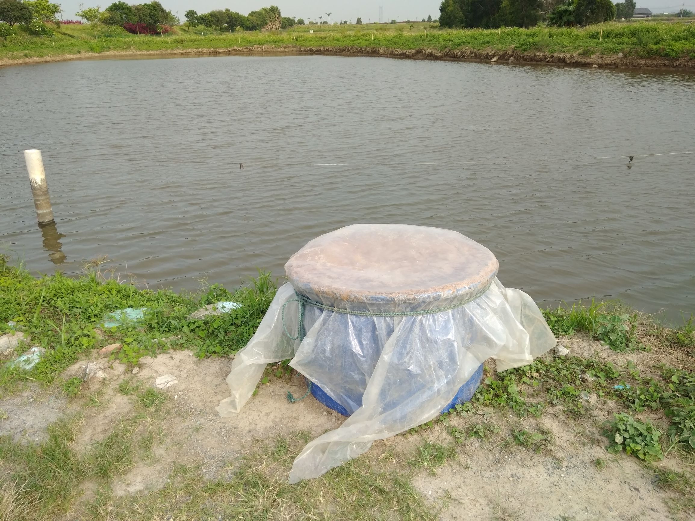 鲫鱼寄生虫防治,鱼苗感染车轮虫的症状