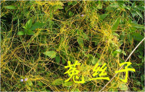 农村常见的43种中草药,农村常见却被忽略的草药