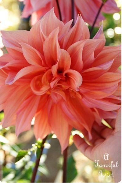 我公司破产对方欠我钱不还,我们公司倒闭了