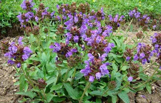 农村的植物有什么,农村植物药用功效