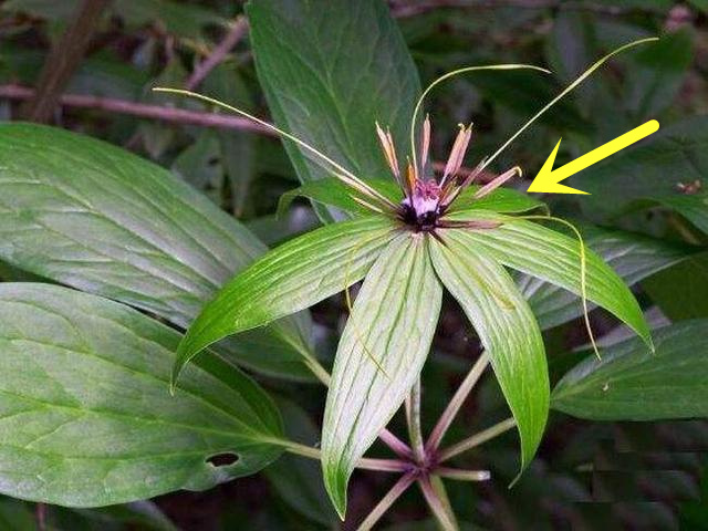 农村老人说七叶一枝花，被蛇咬全靠它，为何看见这花却要当心了