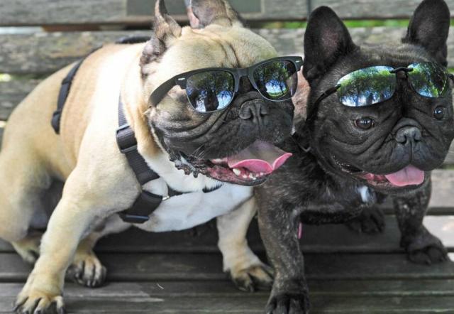 狗鼻子变红结痂怎么回事,狗鼻子变红了还会变黑吗