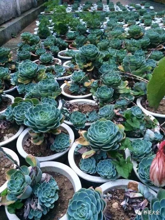 多肉有毒到底有多可怕 (各种多肉有毒吗)