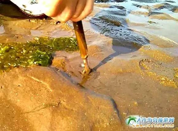 大连海岛趣事：这种海鲜，玩起来比吃都过瘾