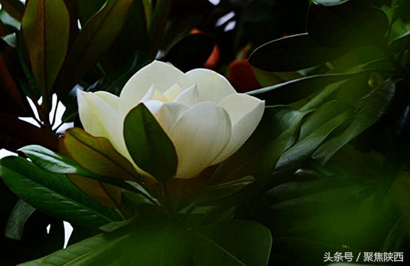 宝鸡：广玉兰我的最爱你是那样的高雅