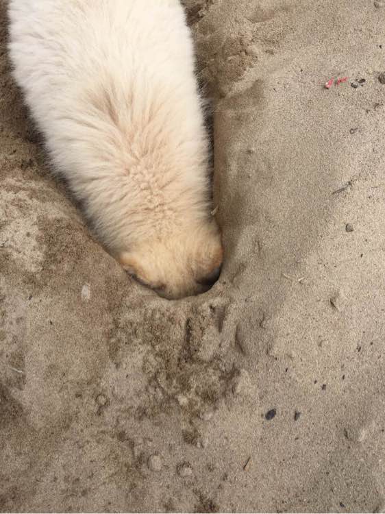 养了之后才明白,这狗除了笑起来好看以外,跟哈士奇没啥区别